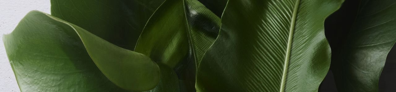 Hero banner illustration for Sharing  Beauty With All article on KÃ©rastase website